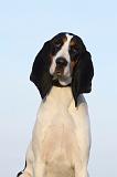 CHIEN COURANT BERNOIS 014